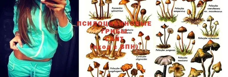 Галлюциногенные грибы Cubensis  даркнет клад  Райчихинск 